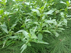 Mercurialis annua