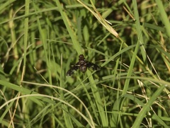 Exoprosopa dorcadion