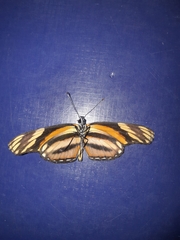 Eresia phillyra phillyra