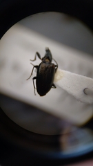 Bembidion recticolle