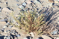 Heterotheca sessiliflora echioides