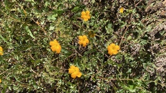 Kallstroemia peninsularis