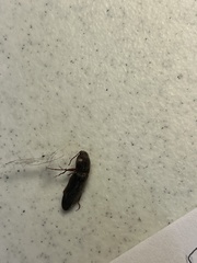 Hemicrepidius nemnonius