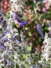 Agapostemon splendens