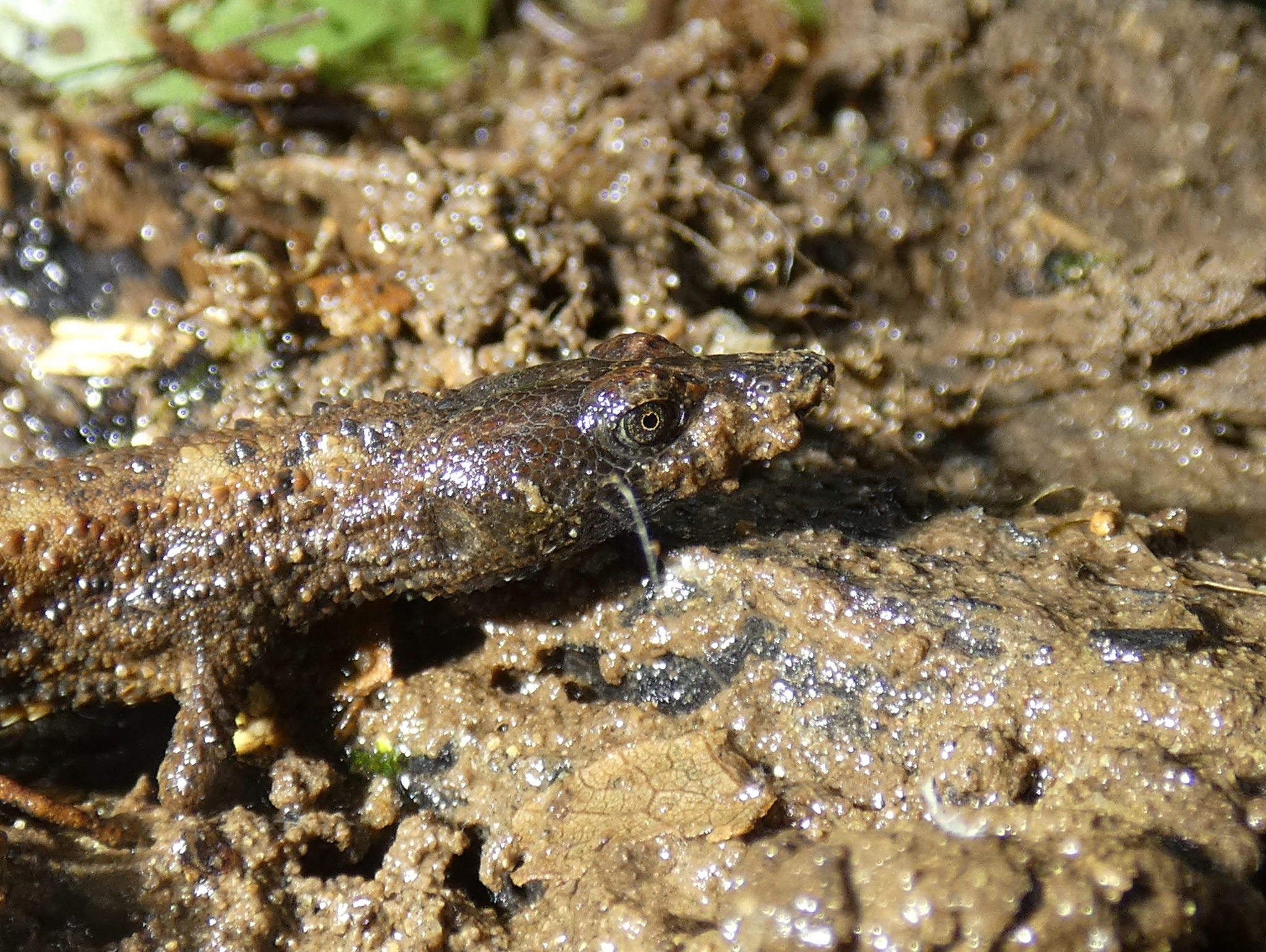 Panama Teiid photo 8