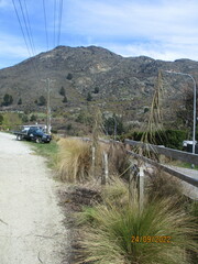 Pseudopanax crassifolius