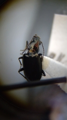 Bembidion recticolle