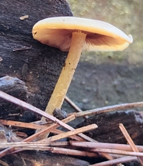 Laccaria laccata