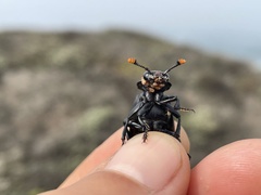 Nicrophorus nigrita