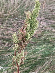 Rumex longifolius