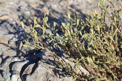 Heterotheca sessiliflora echioides