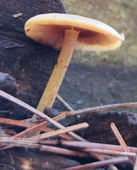 Laccaria laccata