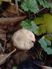 Collybiopsis peronata