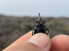 Nicrophorus nigrita