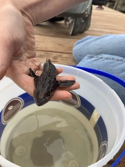 Acipenser fulvescens