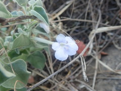 Barleria heterotricha