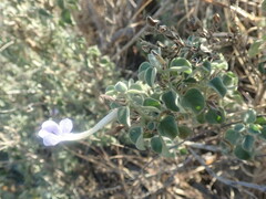 Barleria heterotricha