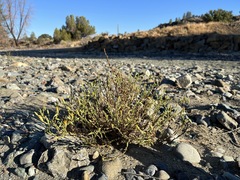 Heterotheca sessiliflora echioides