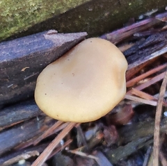Laccaria laccata