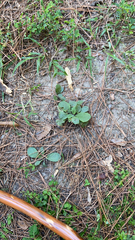 Elephantopus tomentosus