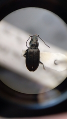 Bembidion recticolle