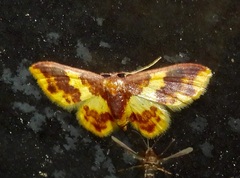 Lophosis labeculata