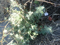 Barleria heterotricha