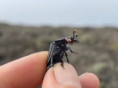 Nicrophorus nigrita