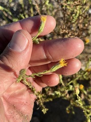 Heterotheca sessiliflora echioides