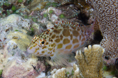 Cirrhitichthys oxycephalus