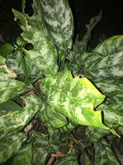 Aglaonema
