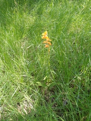 Dichromanthus aurantiacus