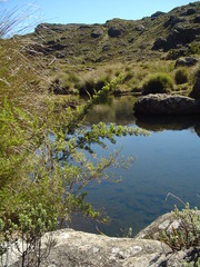 Chusquea microphylla