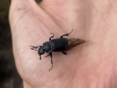 Nicrophorus nigrita