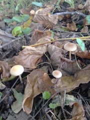 Collybiopsis peronata