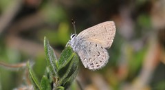 Satyrium behrii
