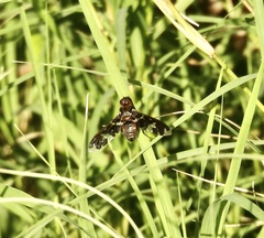 Exoprosopa dorcadion