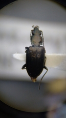 Bembidion recticolle