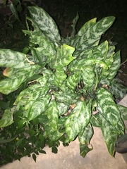 Aglaonema