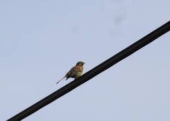 Emberiza cirlus