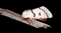 Hemileuca neumoegeni