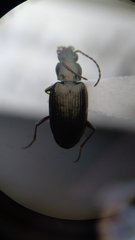Bembidion recticolle