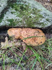 Hapalopilus rutilans