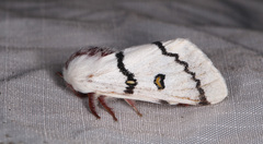 Hemileuca neumoegeni