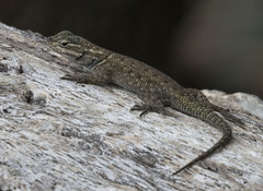 Sceloporus jarrovii
