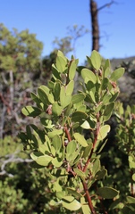 Arctostaphylos × benitoensis