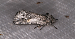 Ursia noctuiformis