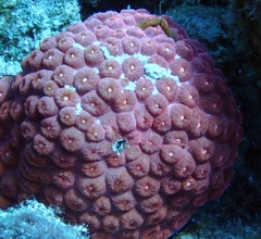 Montastraea cavernosa