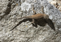 Sceloporus jarrovii