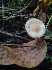 Collybiopsis peronata